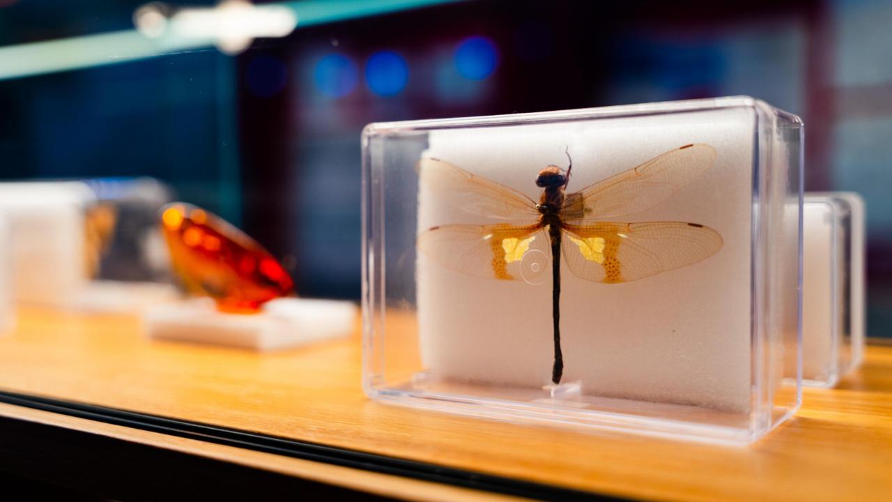 Objecten in LiveScience