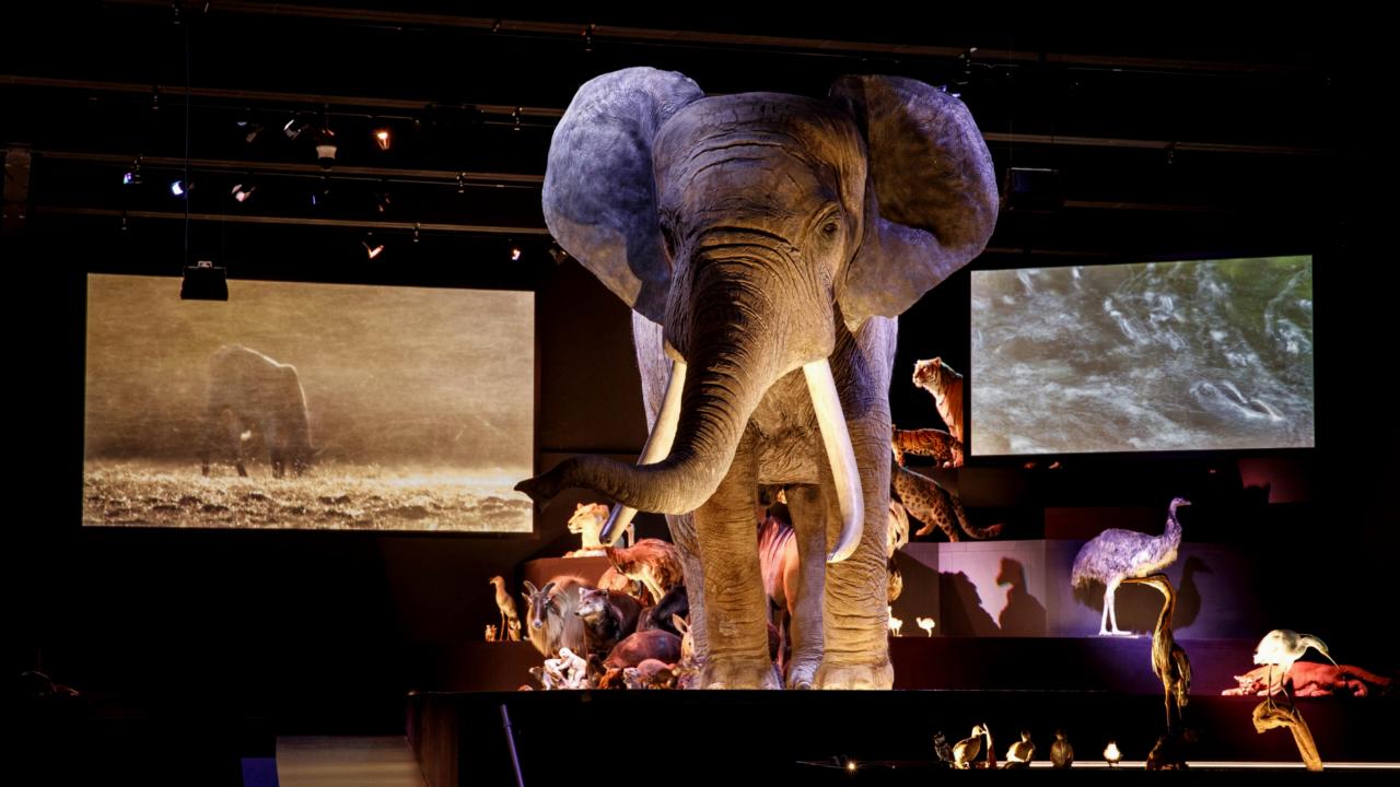 Olifant in zaal Leven