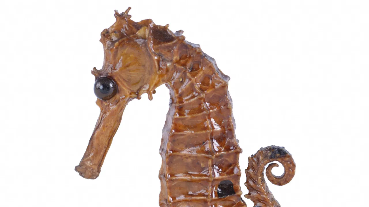 Japanese seahorse