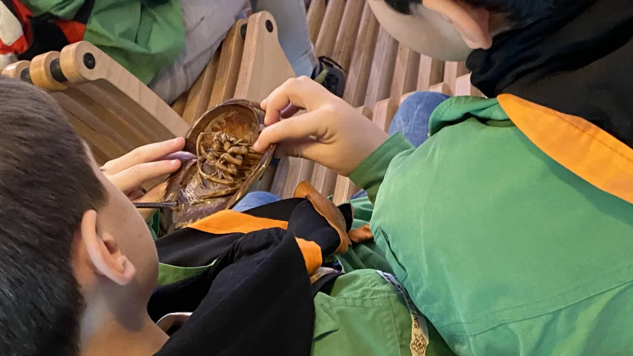 Kinderen bekijken een degenkrab