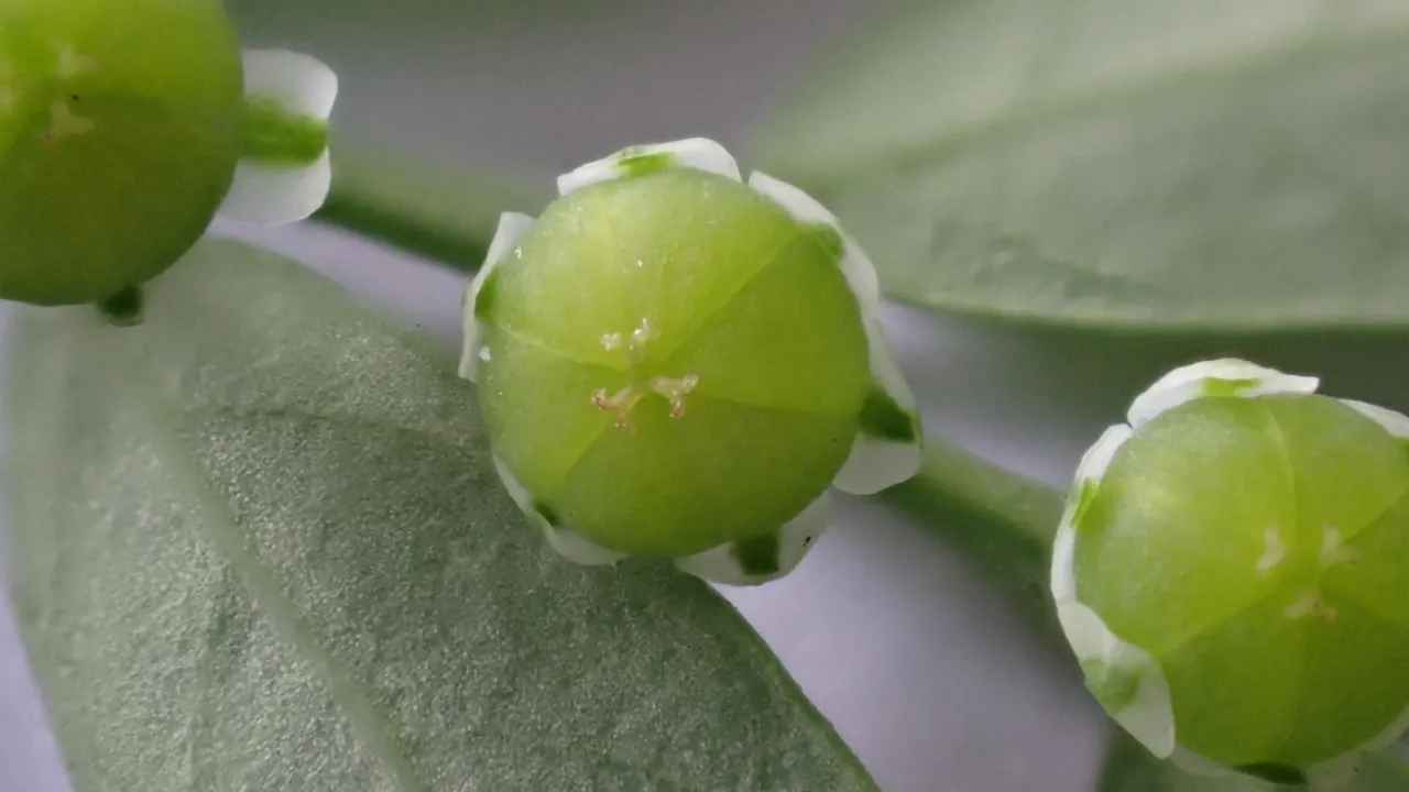 Phyllanthus debilis
