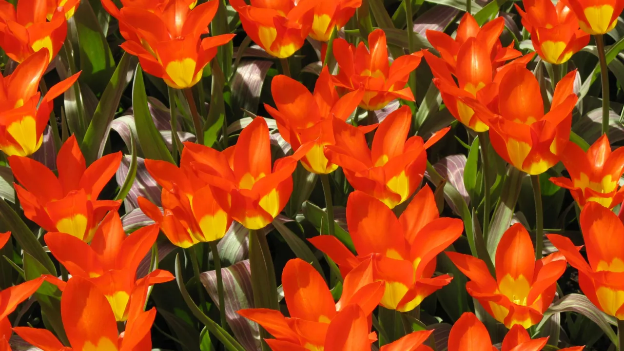 Tulpen