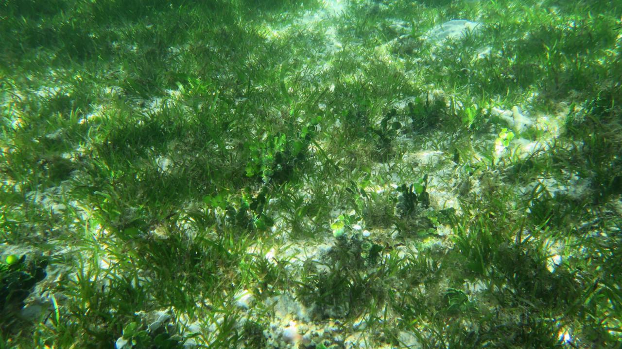 Foto onderwater