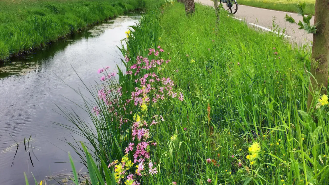 Sloot met dijkje en oeverplanten