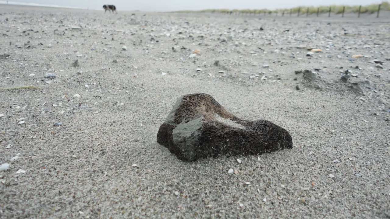 Bone on the Maasvlakte