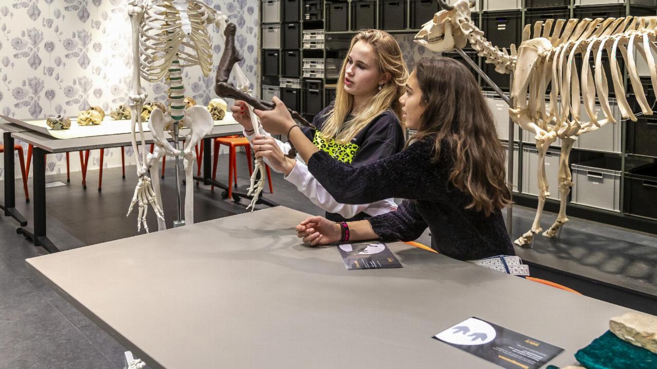Studenten ontdekken meer over het skelet