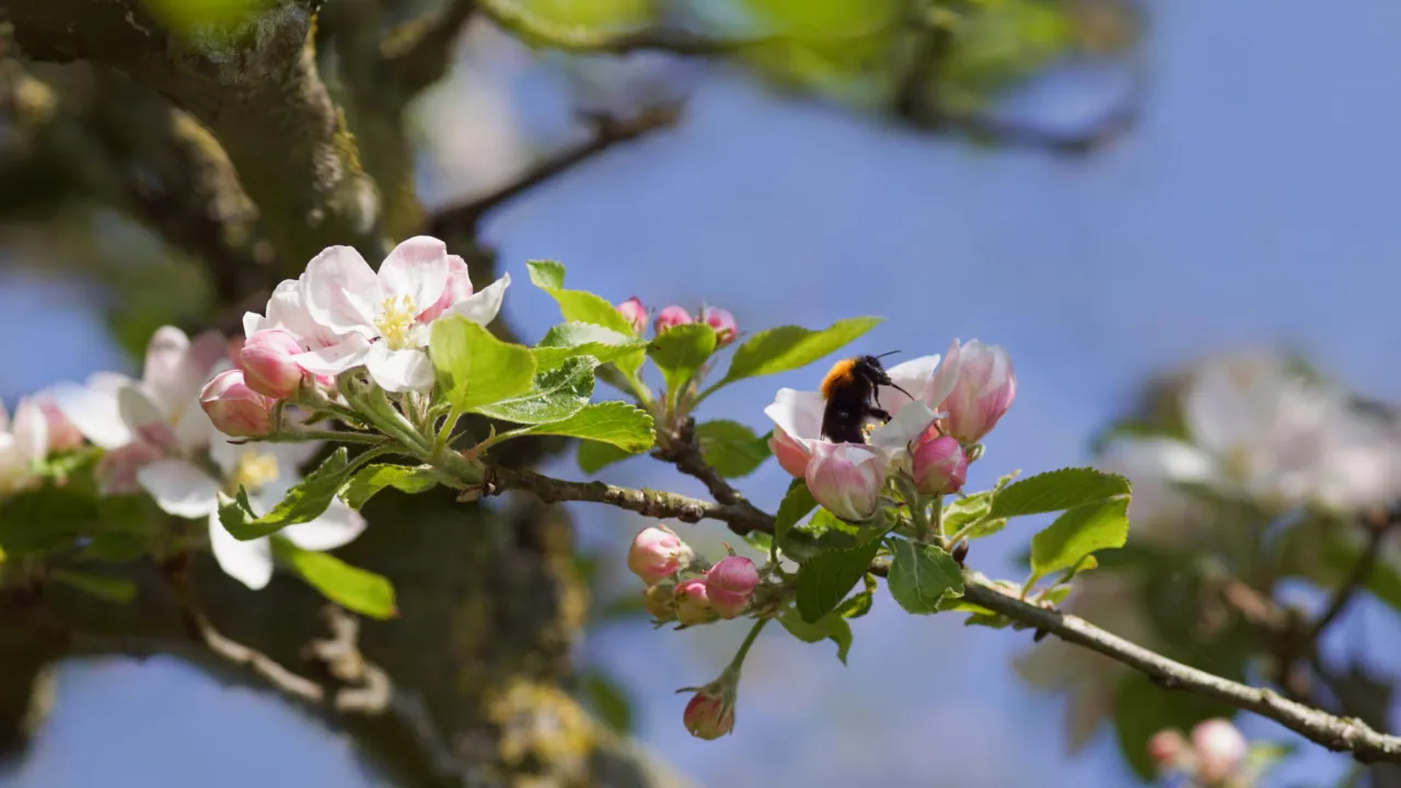Akkerhommel op bloesem