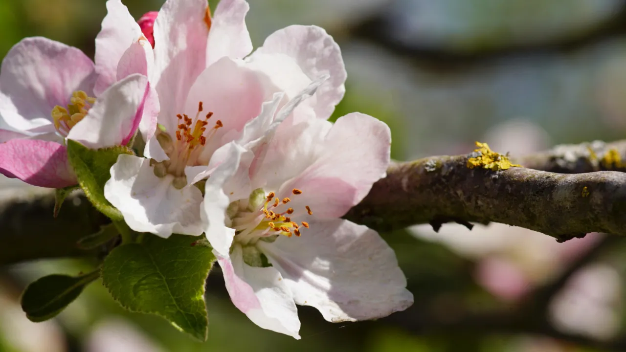 Appelbloesem