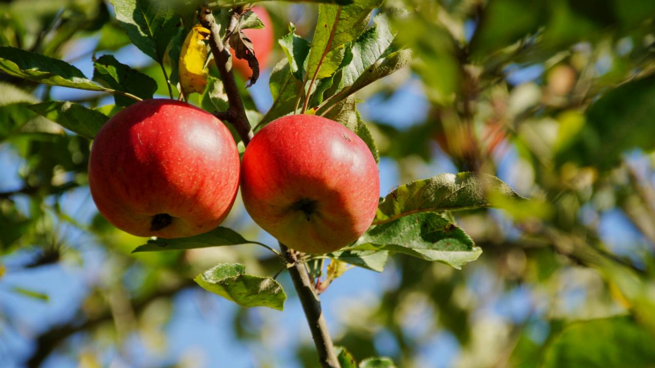 Appels in fruitboom