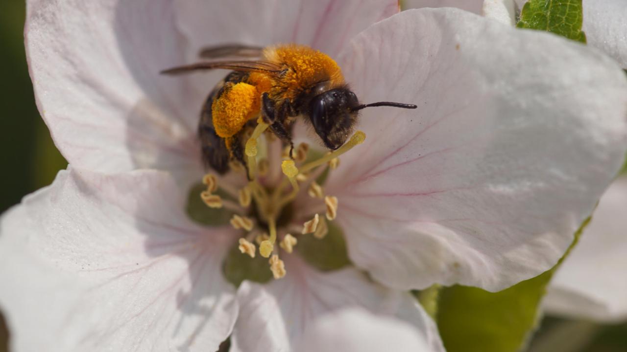 Viltvlekzandbij op bloesem