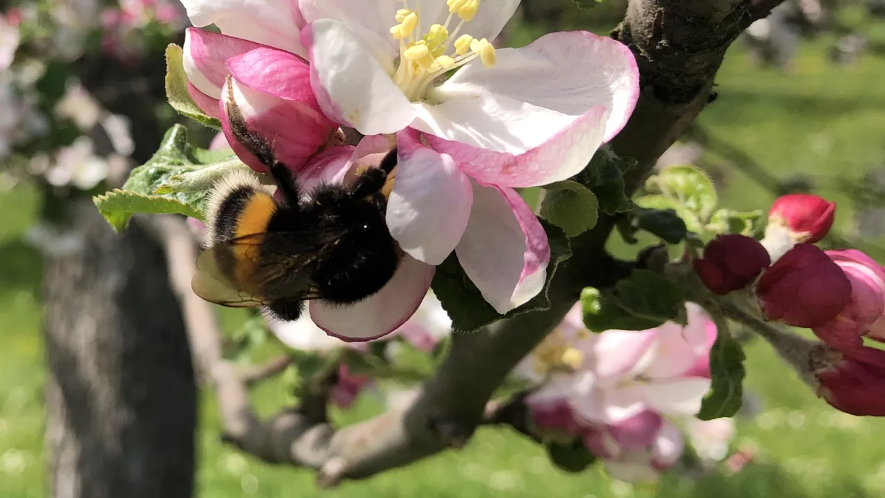 Appelboom in bloei met aardhommel