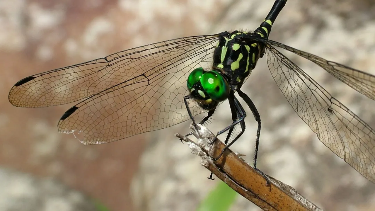 Huonia cf epinephela