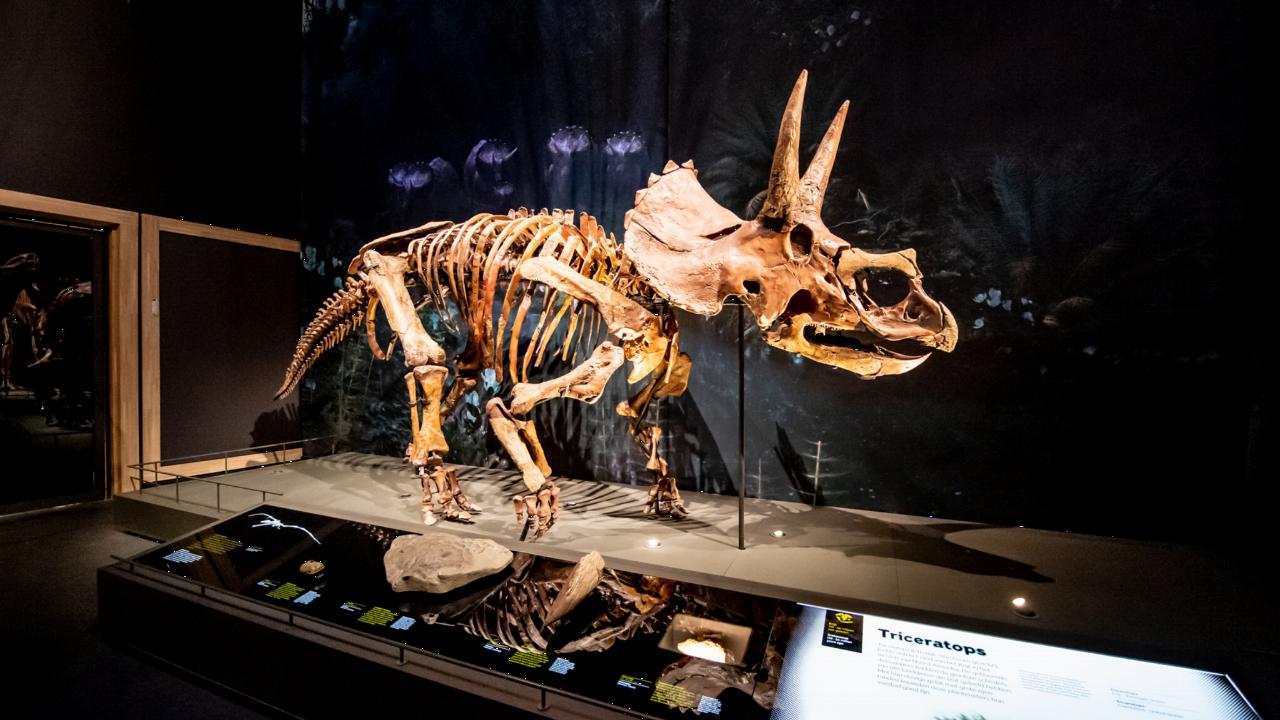 De dinosoort Triceratops