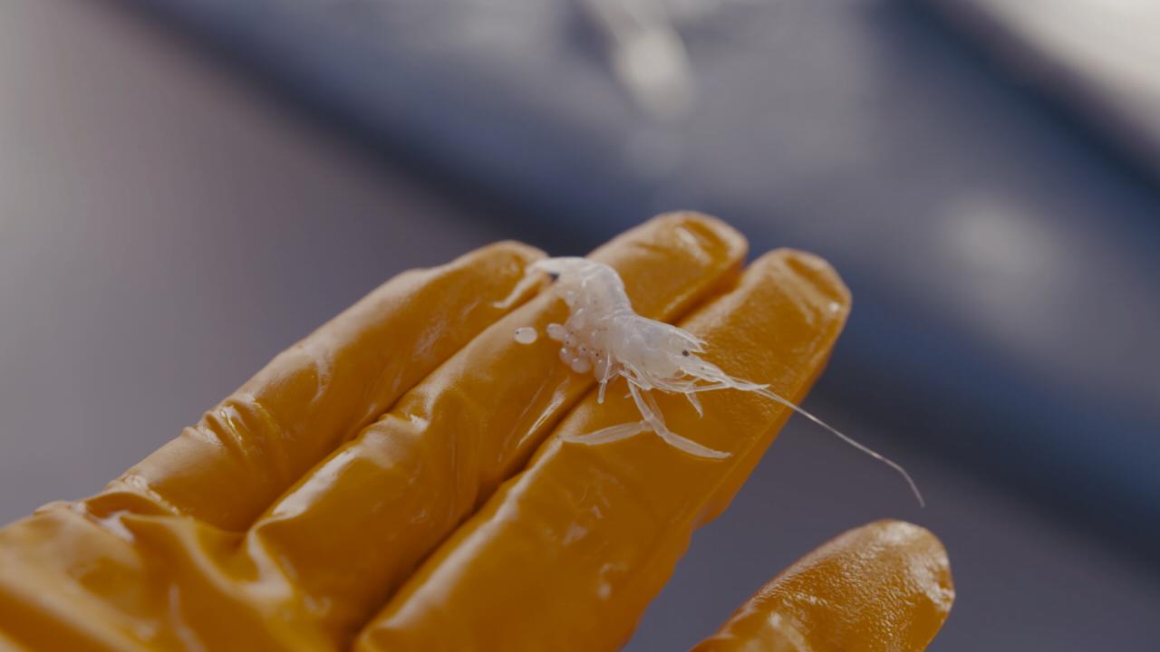 een witte garnaal op een oranje handschoen