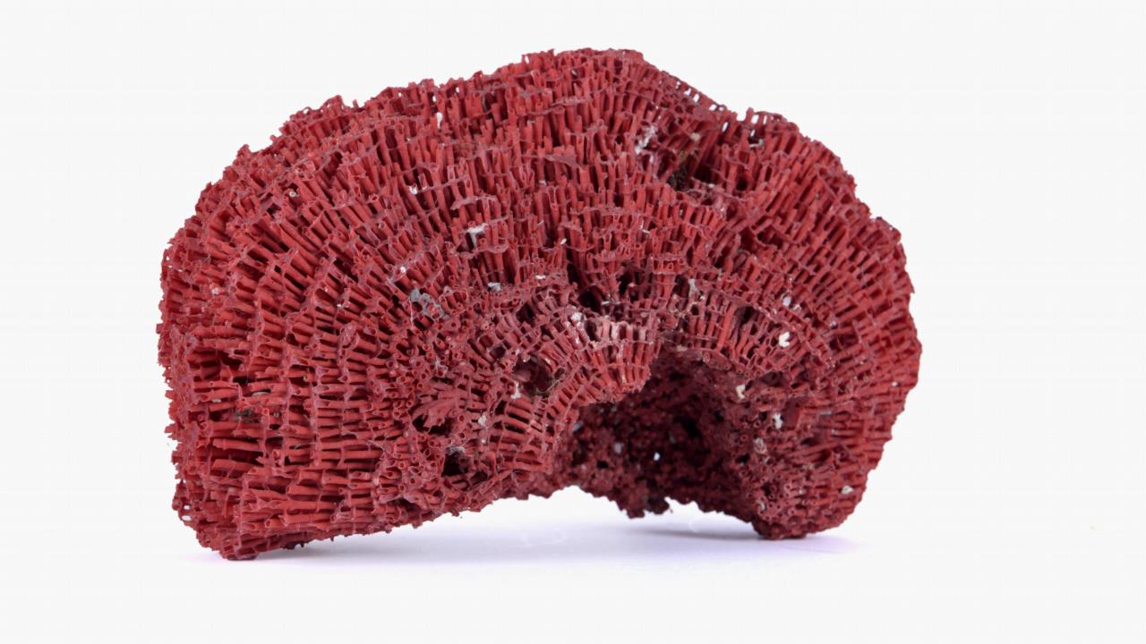 Rood koraal