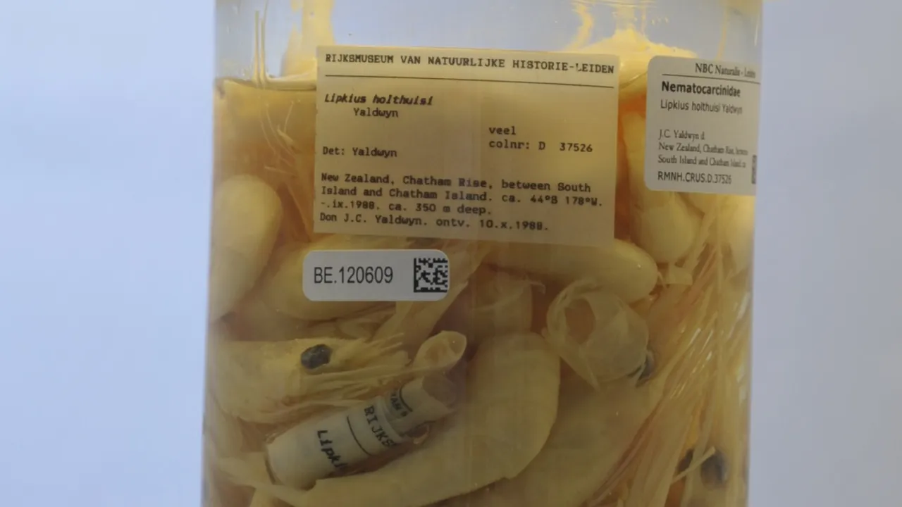 Jar of cooked shrimp