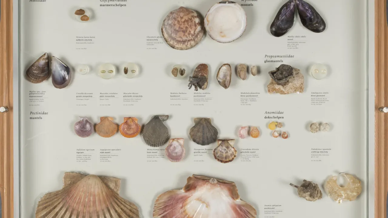 La met schelpen