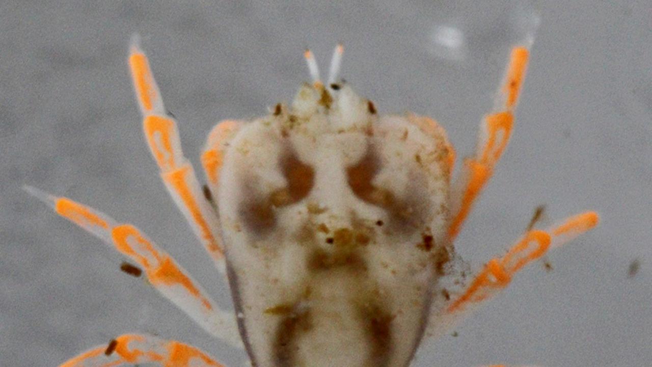 close up van de krab