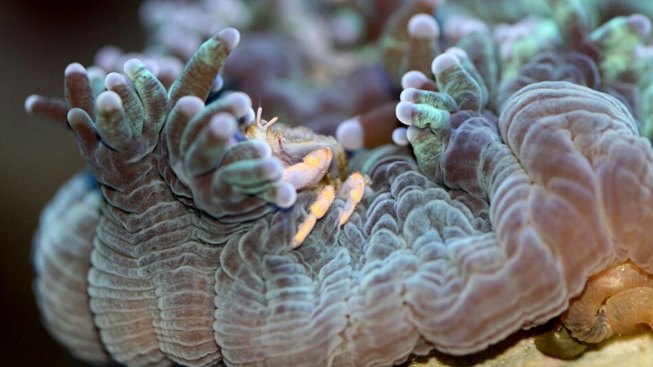 koraal met galkrabje