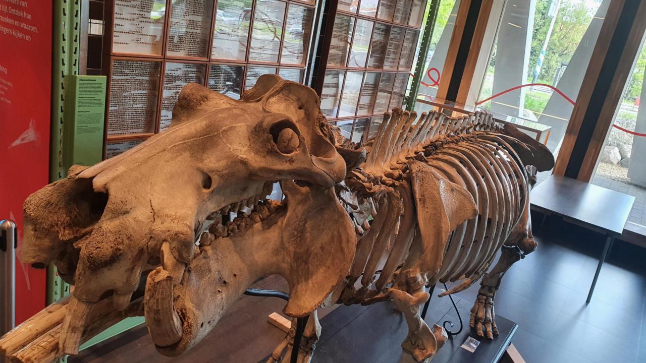 Skelet nijlpaard