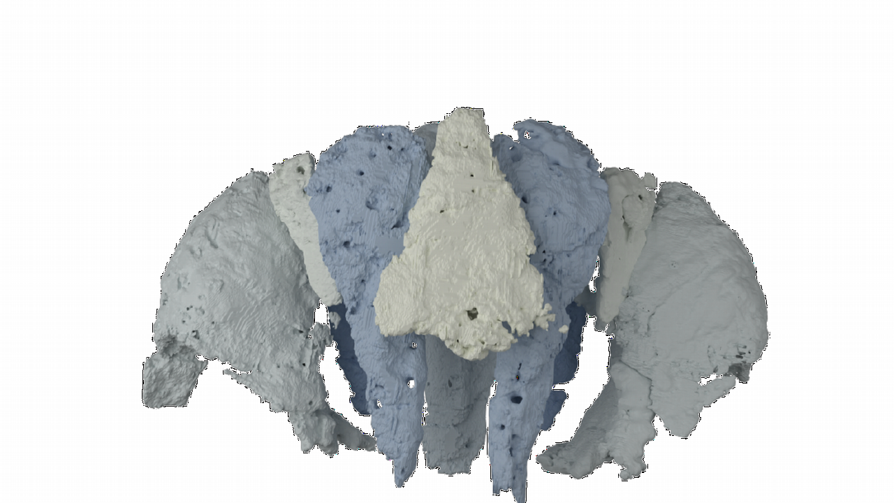 3D reconstructie van de schedel van Eriptychius americanus