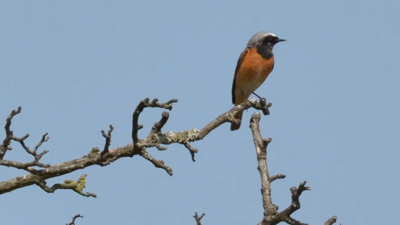 Gekraagde roodstaart