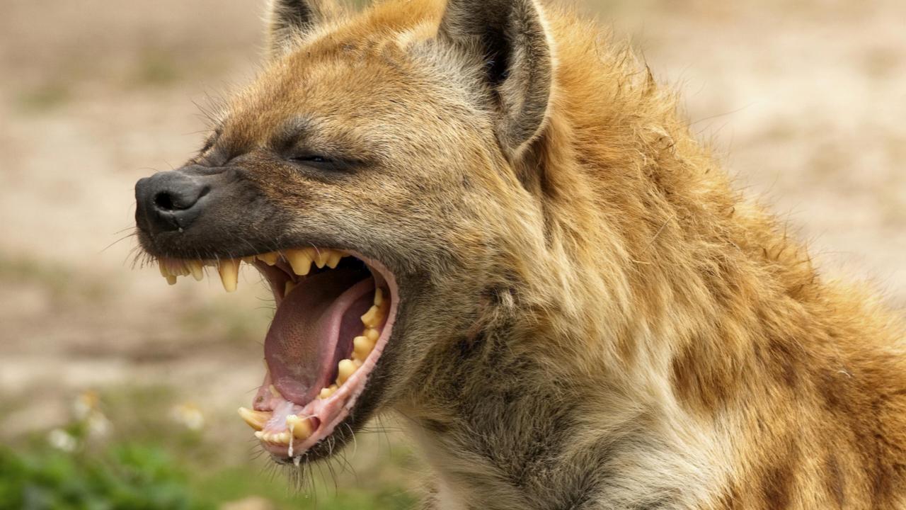 Hyena (Getty Images)