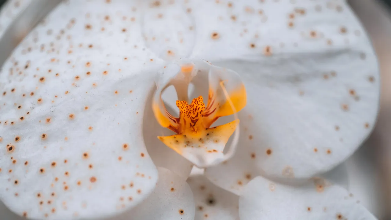 White Phalaenopsis