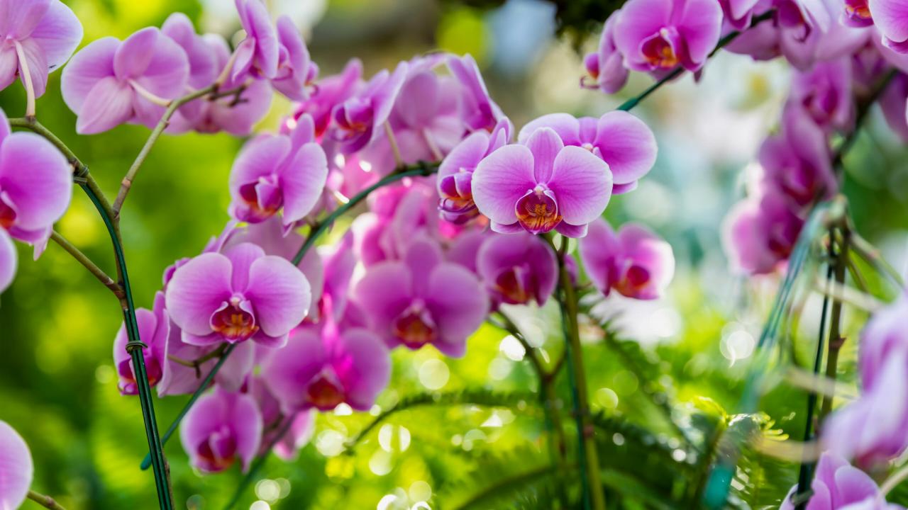 Paarse orchideeën
