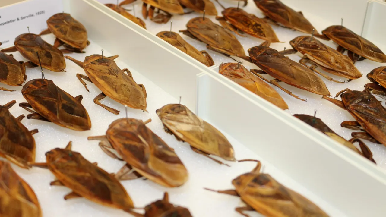 Drawer with cockroaches