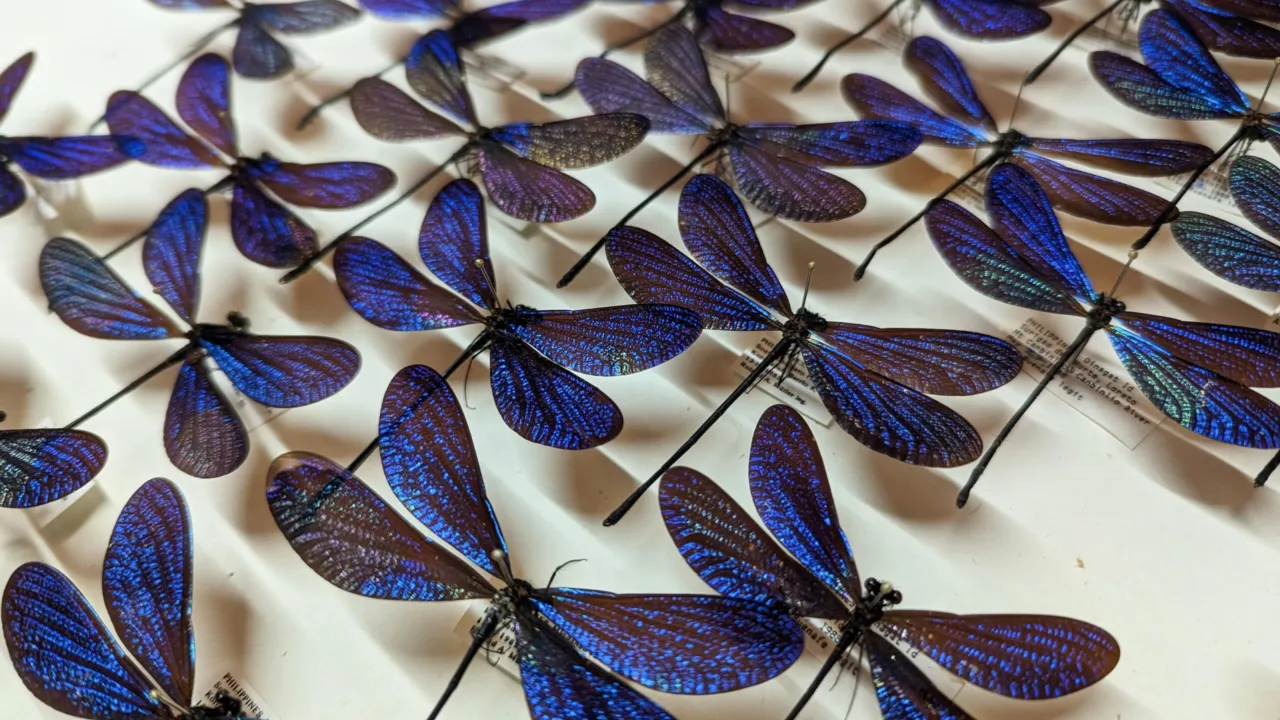 Drawer with damselflies