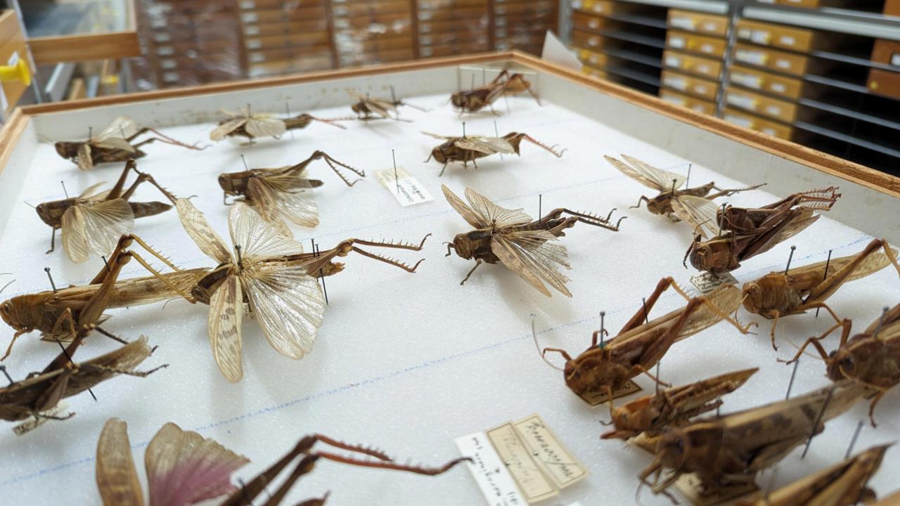 Drawer with grasshoppers