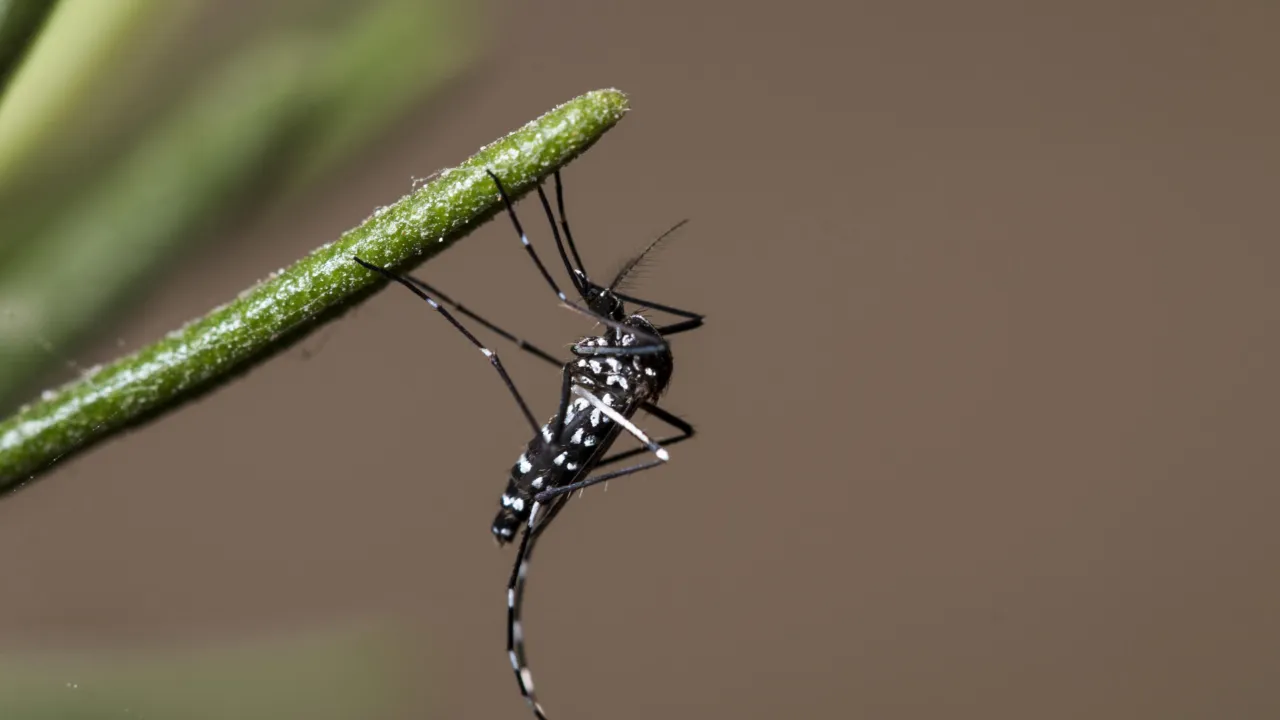 Azian tigermosquito