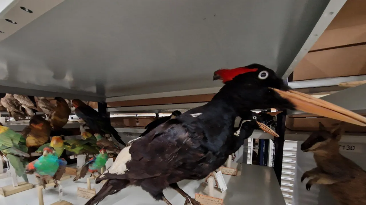 Ivory billed woodpecker