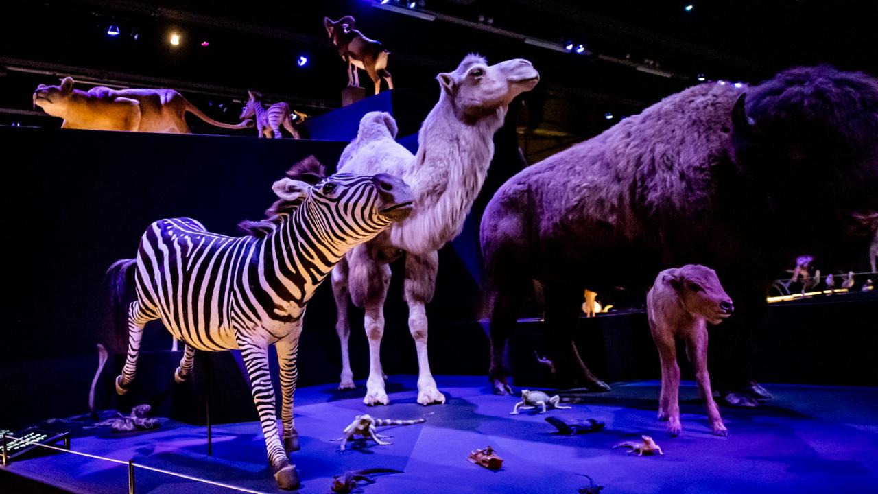 Picture of animals in the room Life