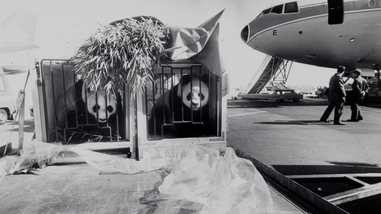 Black and white picture of two panda bears in cages on an airport