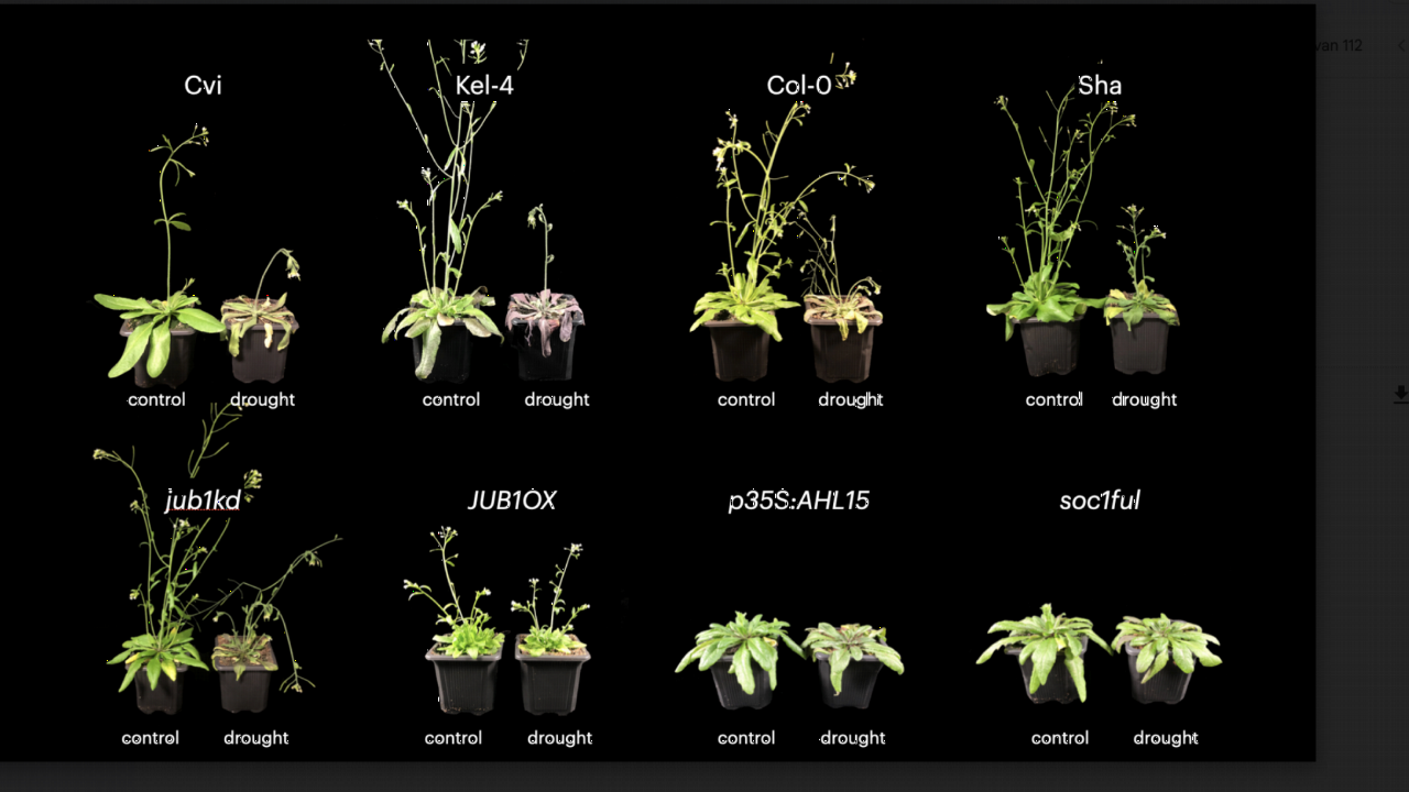 Verschillende planten onder droge omstandigheden