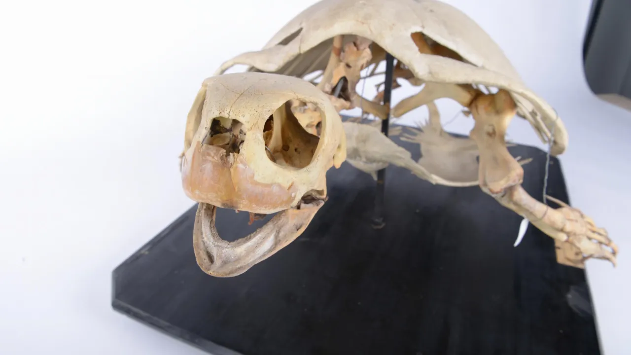 Skelet van in Katwijk aangespoelde schildpad uit de collectie van Naturalis