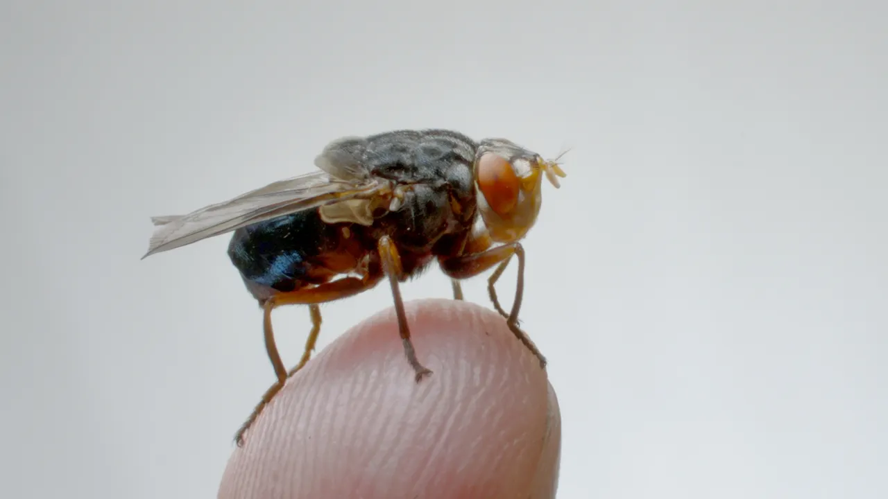 Een foto van vlieg kwak