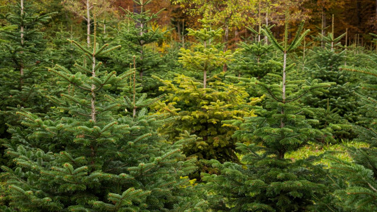 Christmas trees in a forest