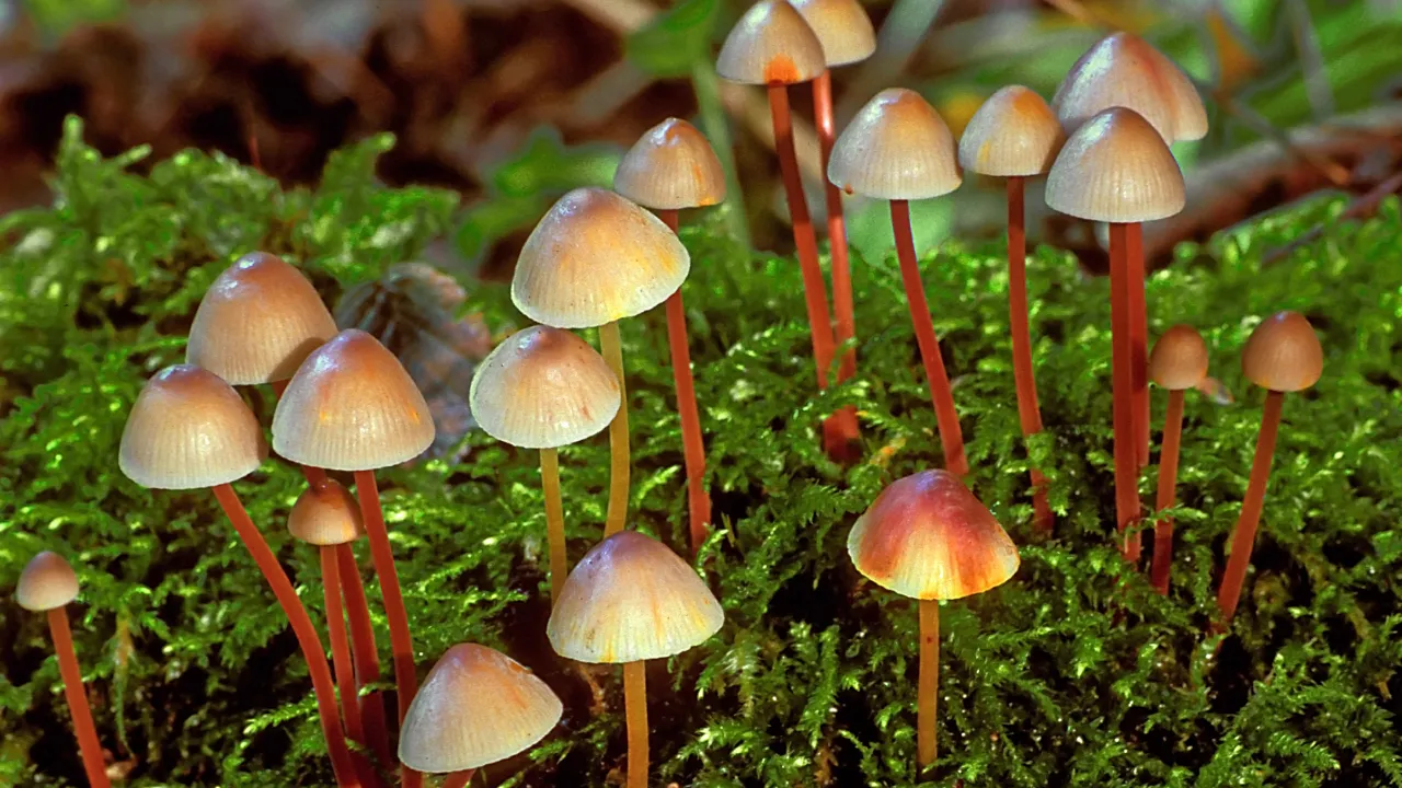 Mycena crocata by Henk Huijser