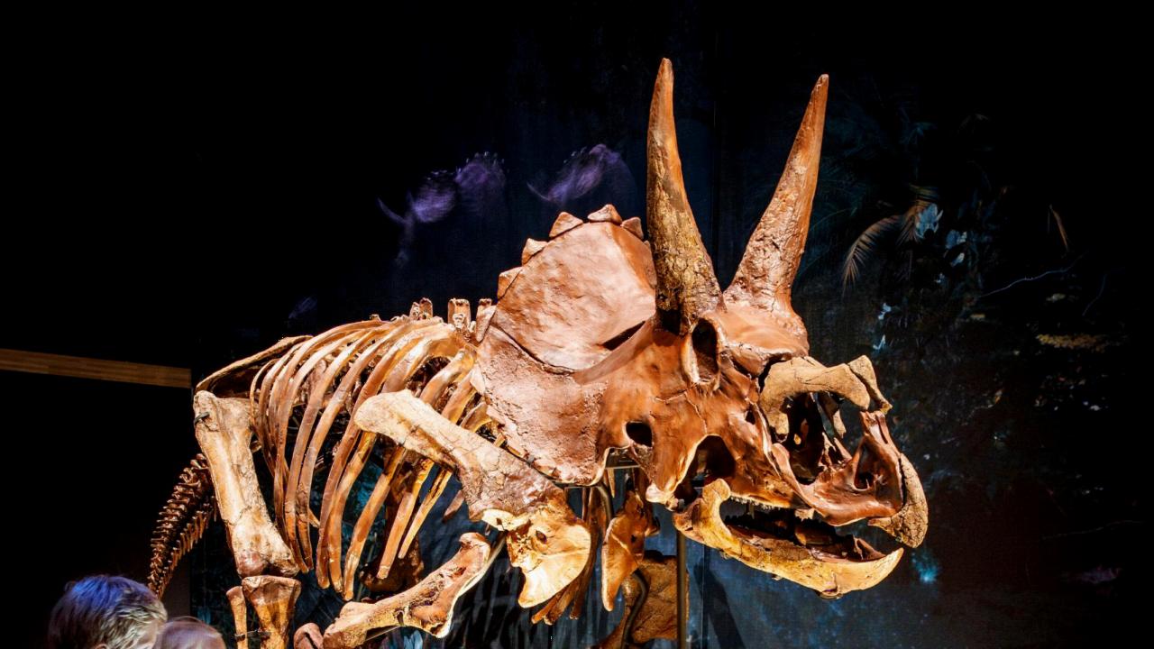 Triceratops in zaal Dinotijd