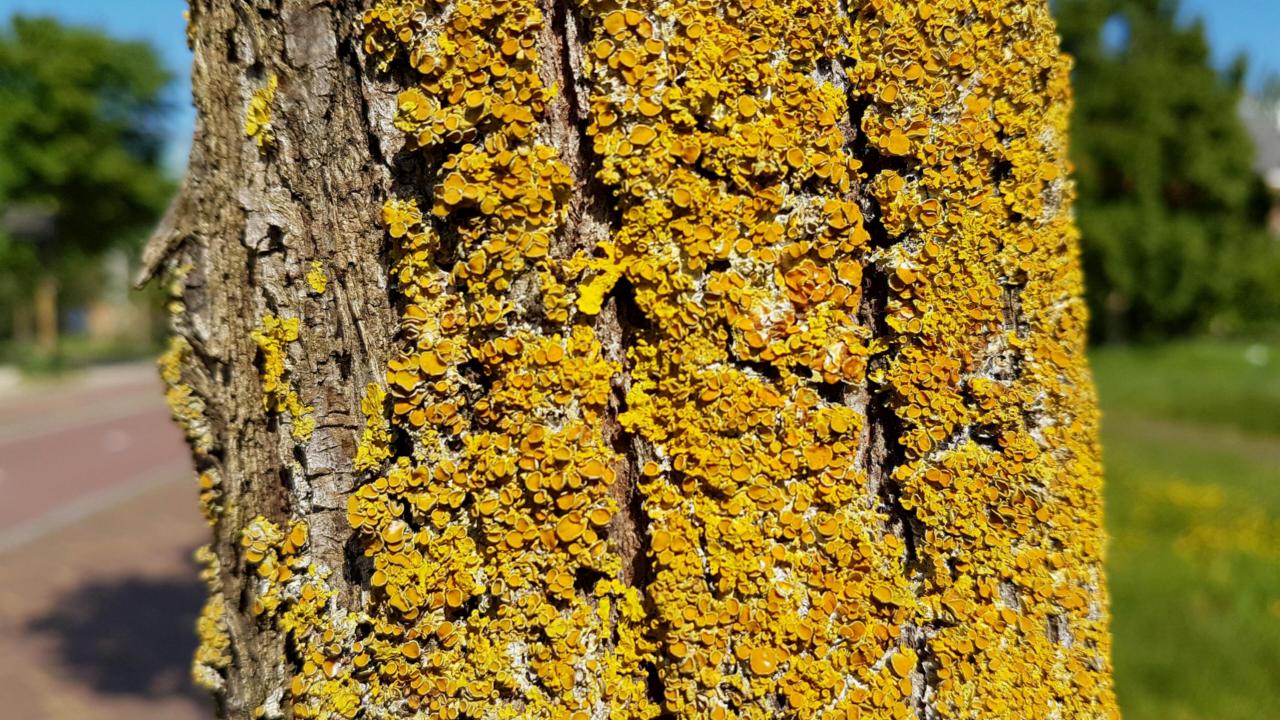 Tree trunk in Leiden, covered with Xanthoria parietina