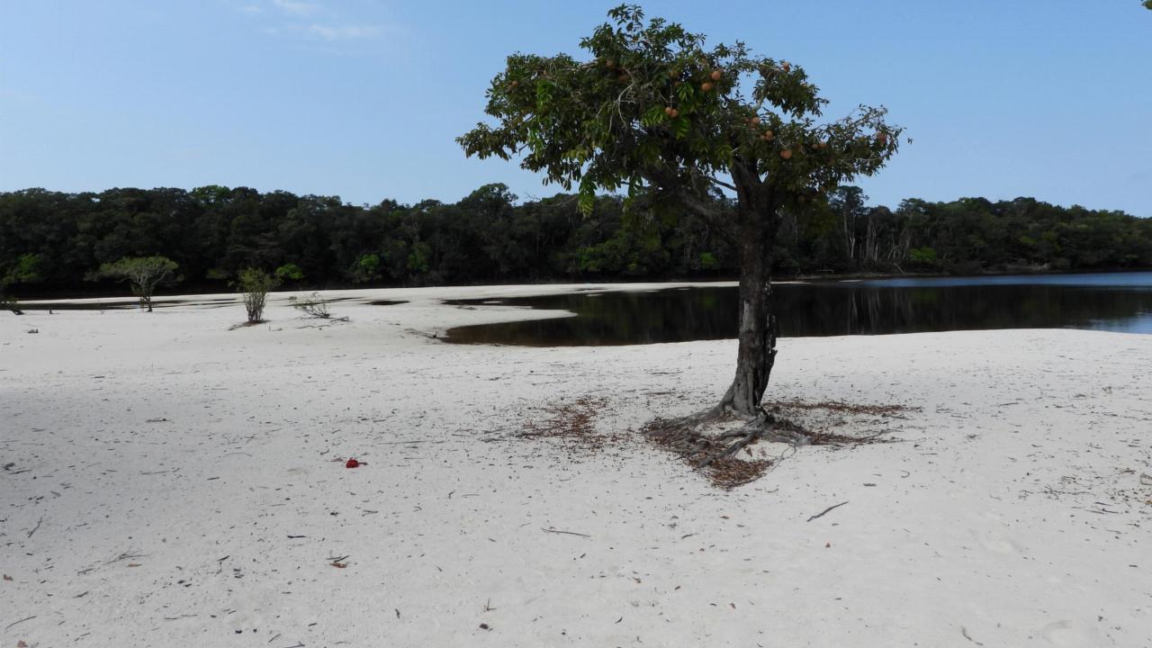 Een kale savanne van wit zand in de Amazone, credit: Hans ter Steege