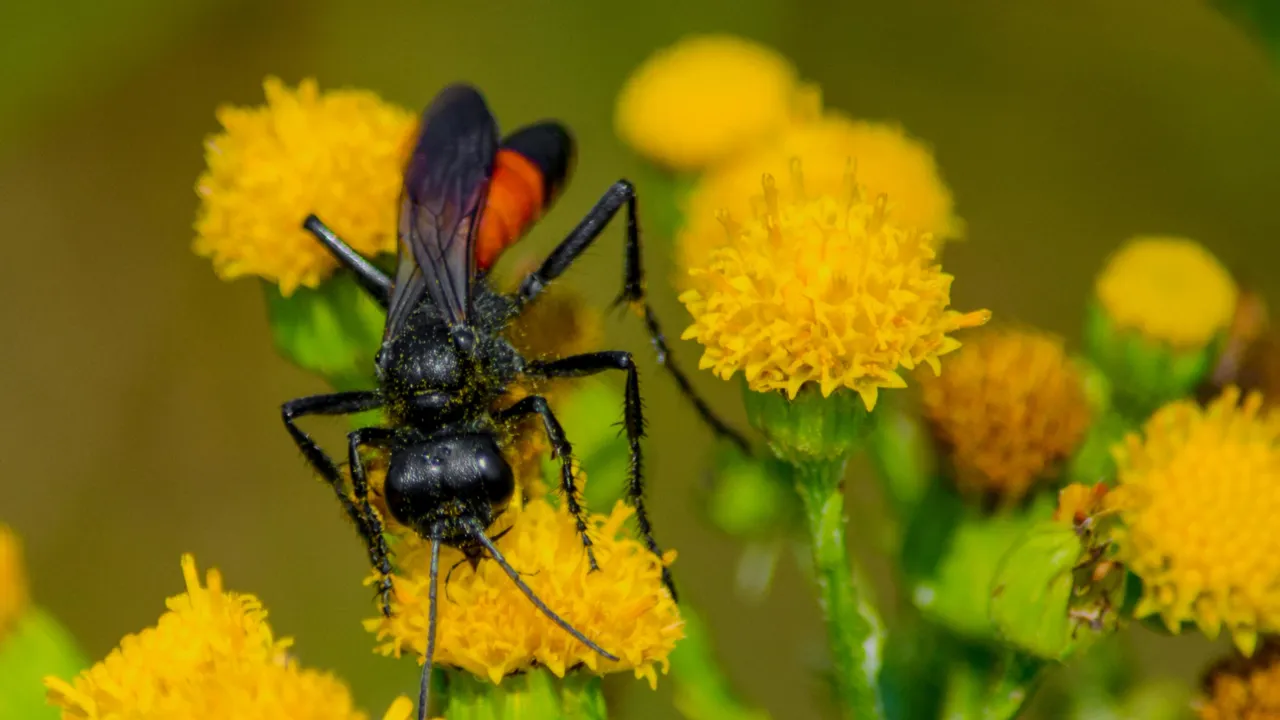 Pollinator