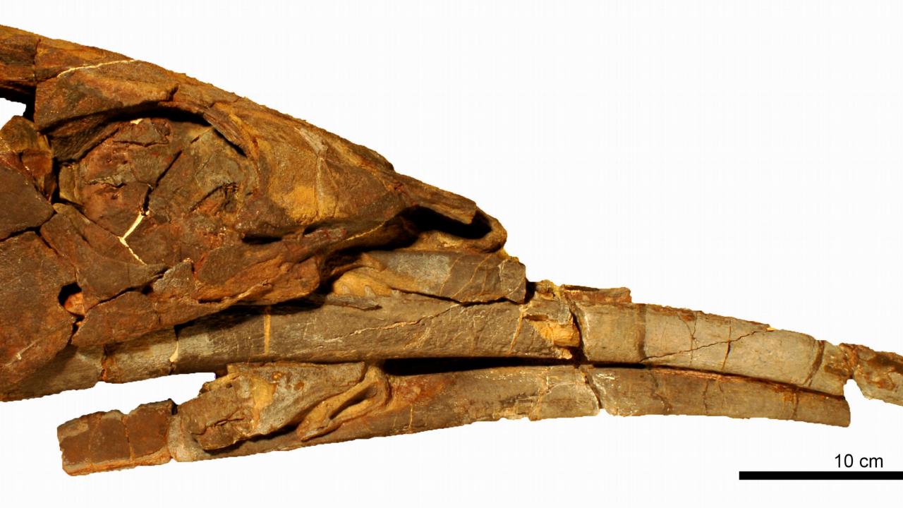 fossiele schedel van Alieanacanthus