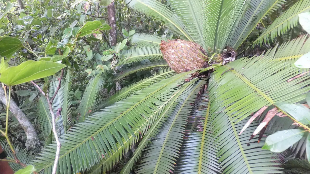 Cycad in habitat
