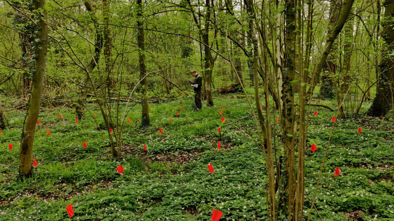 This picture shows us working in a forest to collect plant roots, on a sunny, early spring day. We have set out a plot with bright orange flags in the ground.