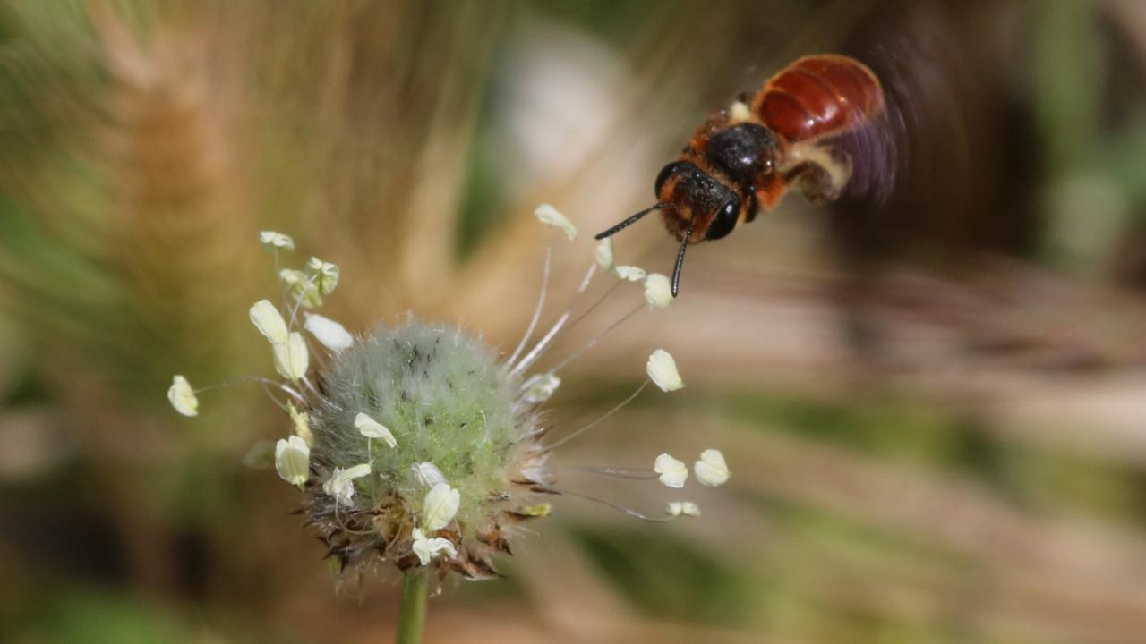 Andrena rufiventris bee approaching flowering Plantago spp. (Plantaginaceae)