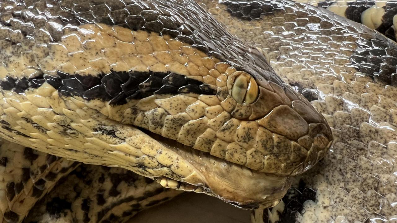 Close-up van de groene anaconda van Naturalis